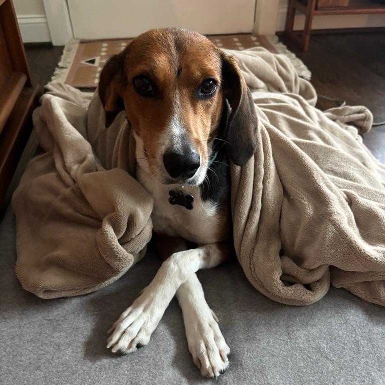 Enlarge Fern, a Adoptable mixed breed in Durham, NC image 3/6