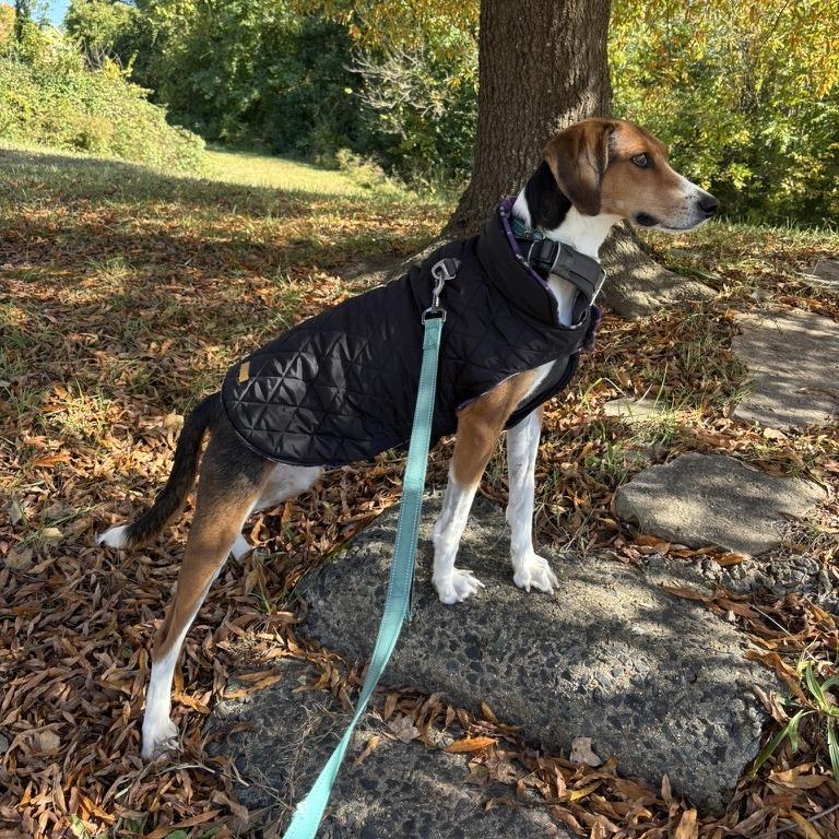 Enlarge Fern, a Adoptable mixed breed in Durham, NC image 4/6
