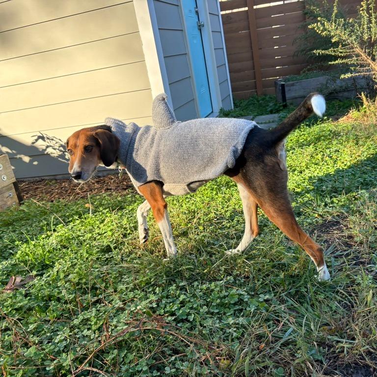 Enlarge Fern, a Adoptable mixed breed in Durham, NC image 5/6