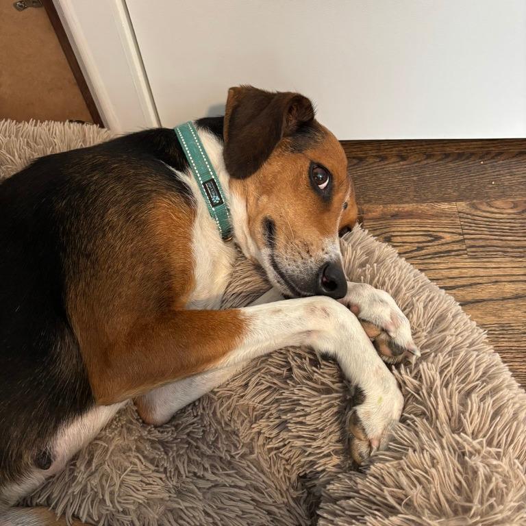 Enlarge Fern, a Adoptable mixed breed in Durham, NC image 6/6