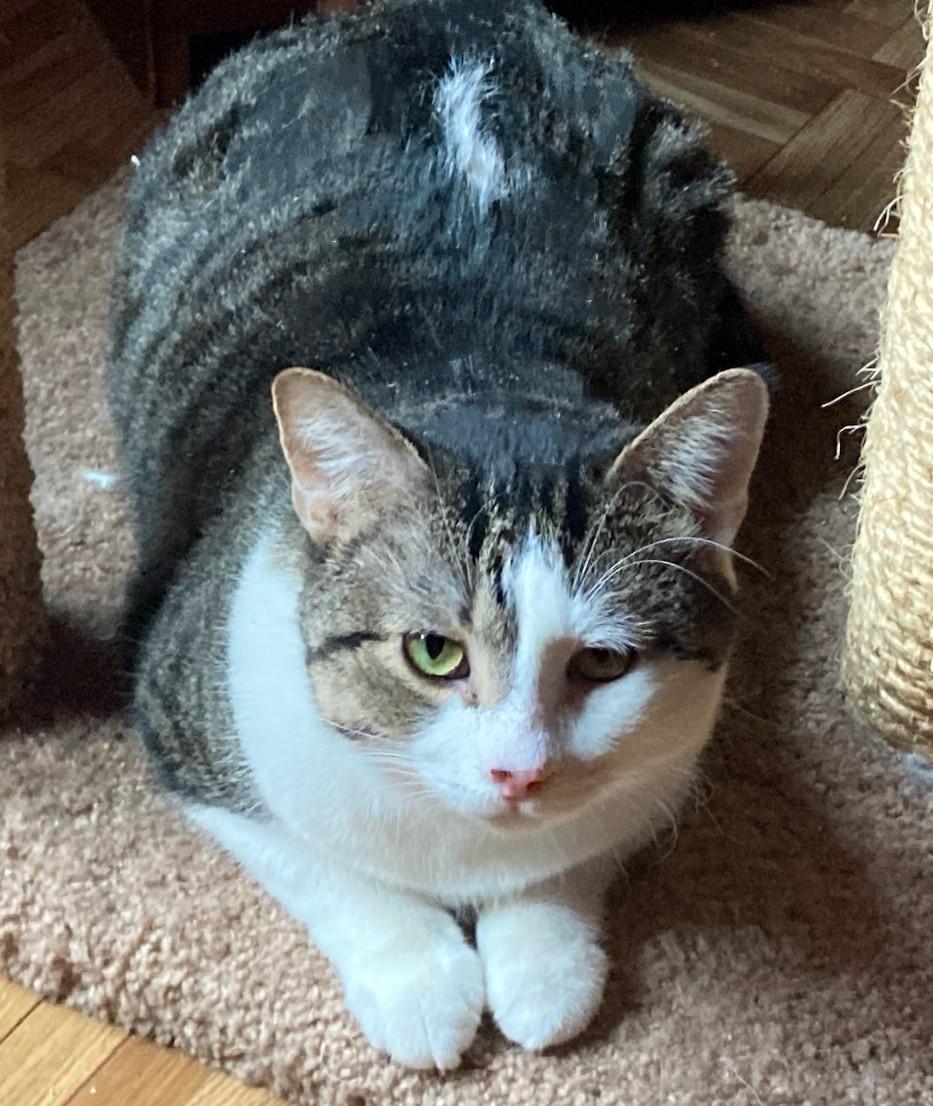 Enlarge Chips and Kushion, a Adoptable Domestic Short Hair in Melrose, MA image 5/6