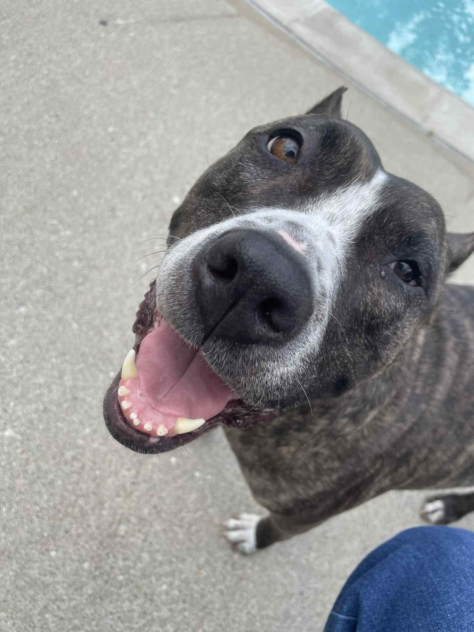 Lady bug, Adoptable, Adult Female Pit Bull Terrier.