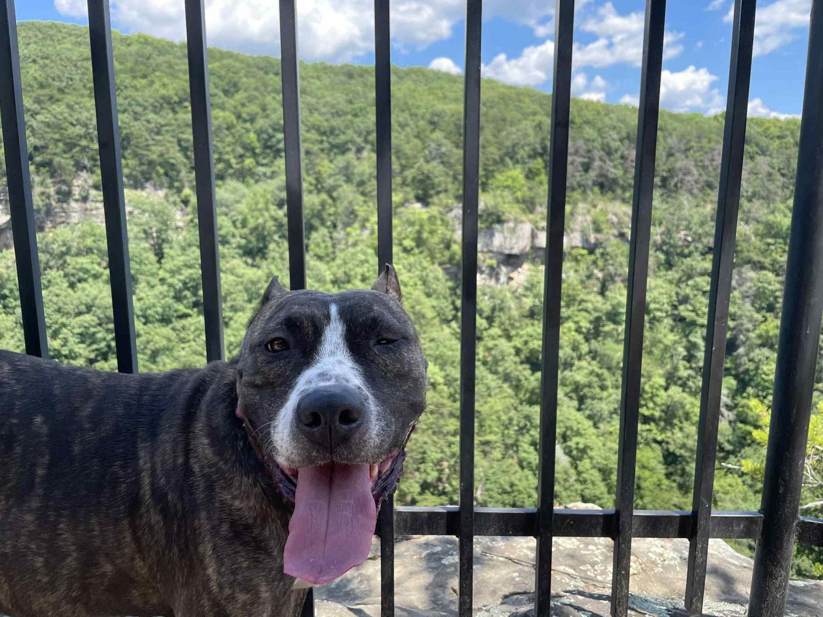 Enlarge Lady bug, a Adoptable Pit Bull Terrier in Strongsville, OH image 3/3