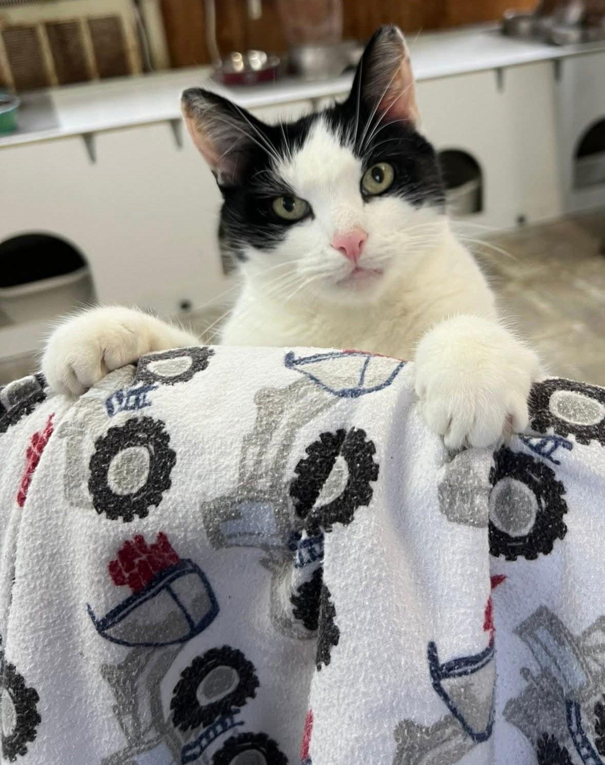 Simon, Adoptable, Adult Male American Shorthair.