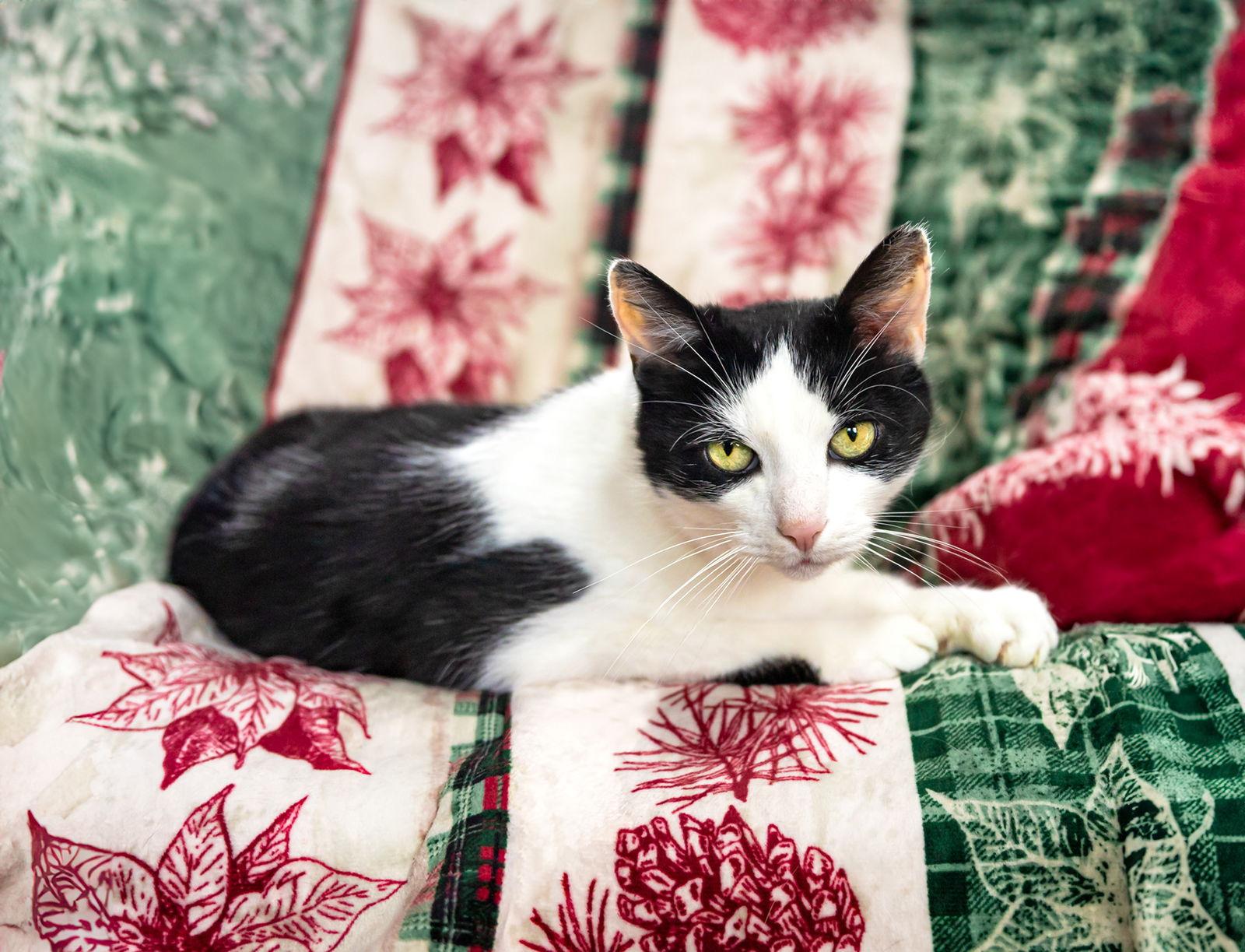 Enlarge Simon, a Adoptable American Shorthair in Coatesville, PA image 1/3