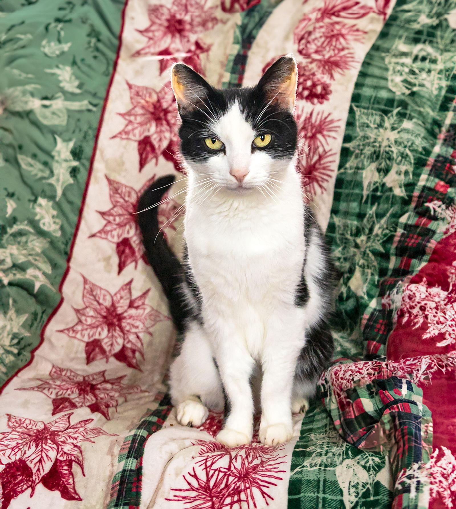 Enlarge Simon, a Adoptable American Shorthair in Coatesville, PA image 2/3