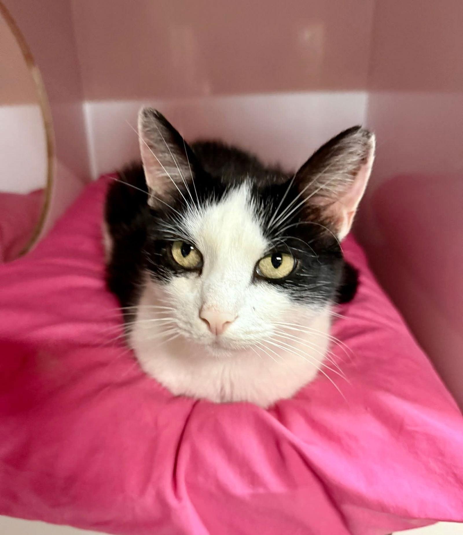 Enlarge Simon, a Adoptable American Shorthair in Coatesville, PA image 3/3