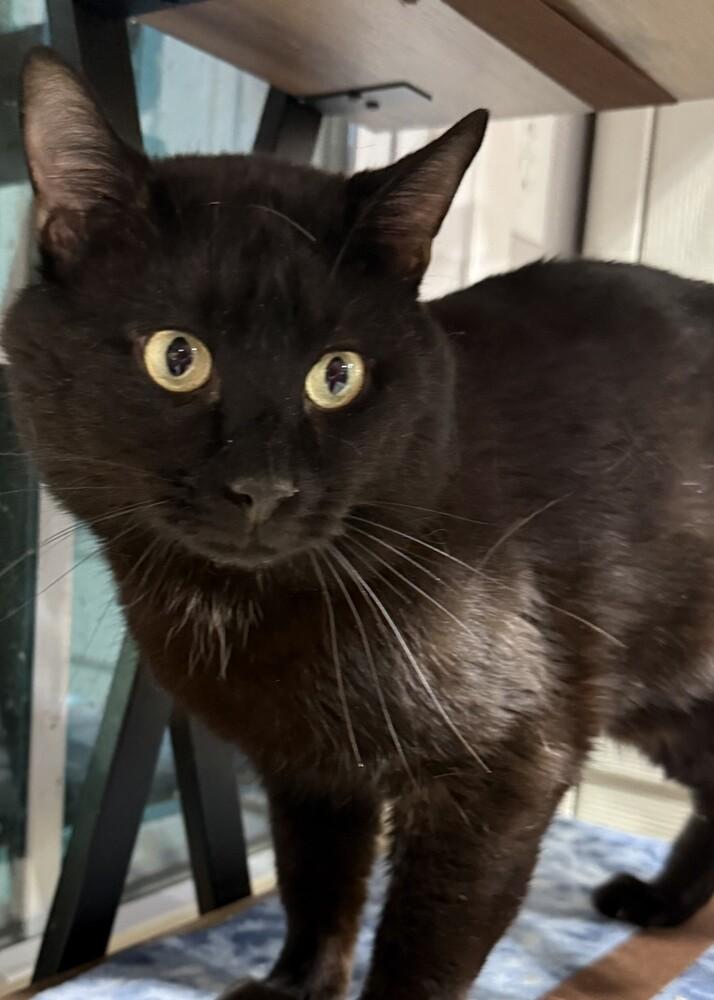 Huey, Adoptable, Adult Male Domestic Short Hair.