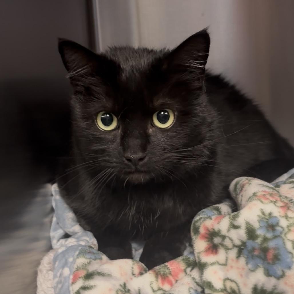 Sage, Adoptable, Adult Female Domestic Short Hair.