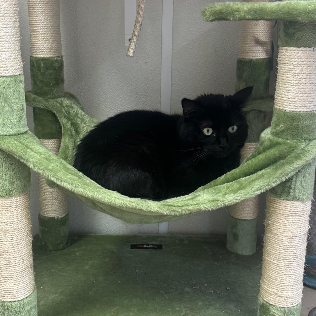 Sage, a Adoptable Domestic Short Hair in Easton, PA image 2/6