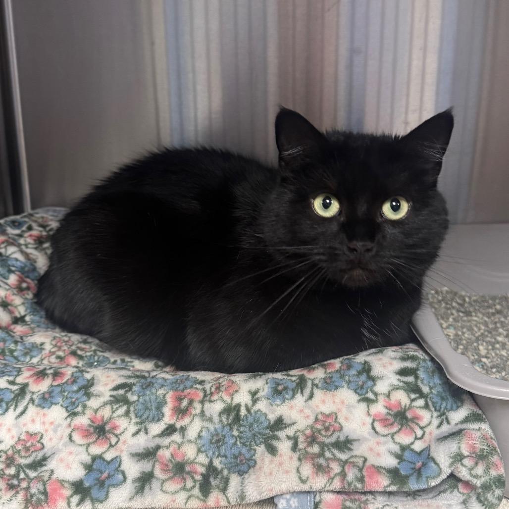 Sage, a Adoptable Domestic Short Hair in Easton, PA image 2/5