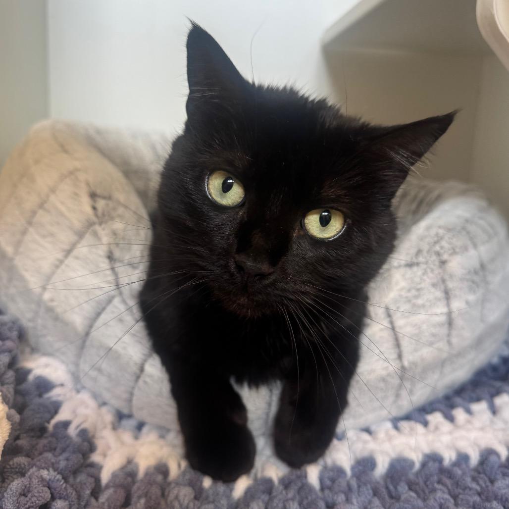 Sage, a Adoptable Domestic Short Hair in Easton, PA image 3/5