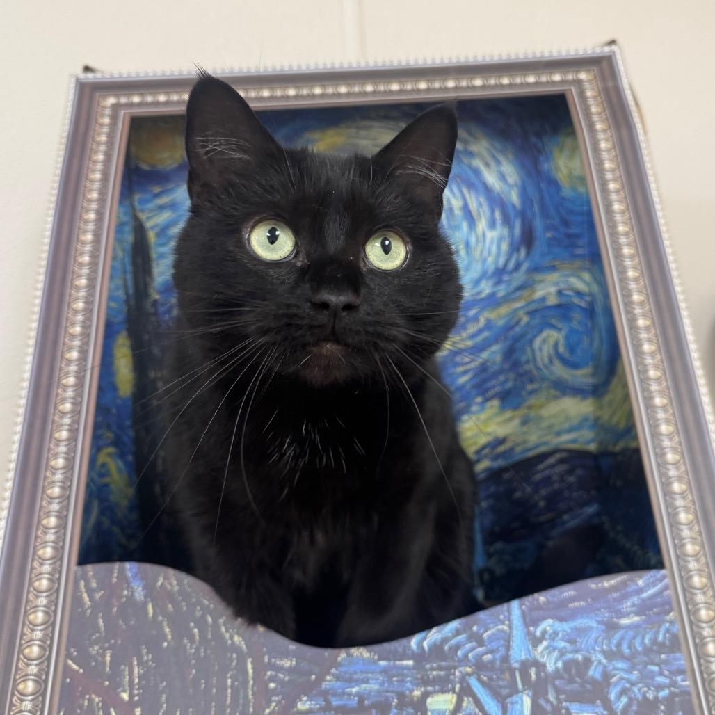 Sage, a Adoptable Domestic Short Hair in Easton, PA image 4/5