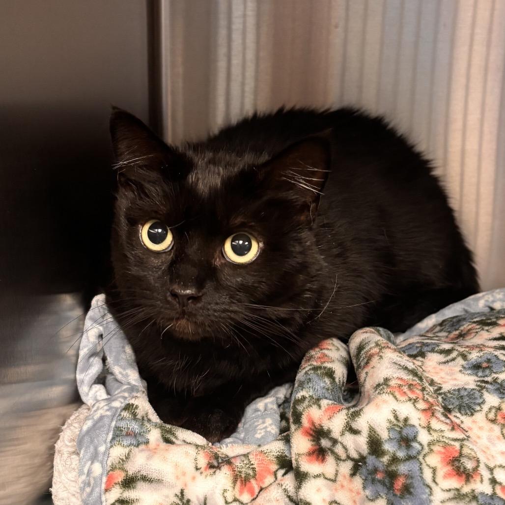 Sage, a Adoptable Domestic Short Hair in Easton, PA image 5/5