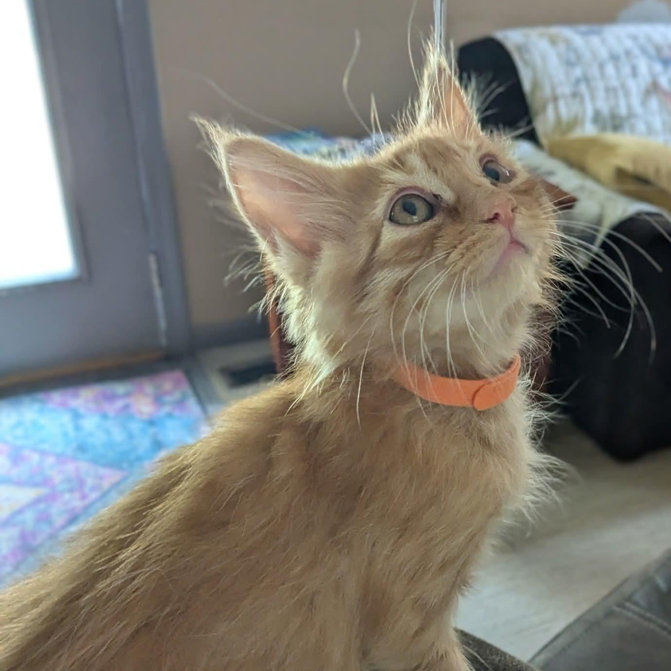 Oatmeal, an adopted mixed breed in Kentwood, MI image 4/6