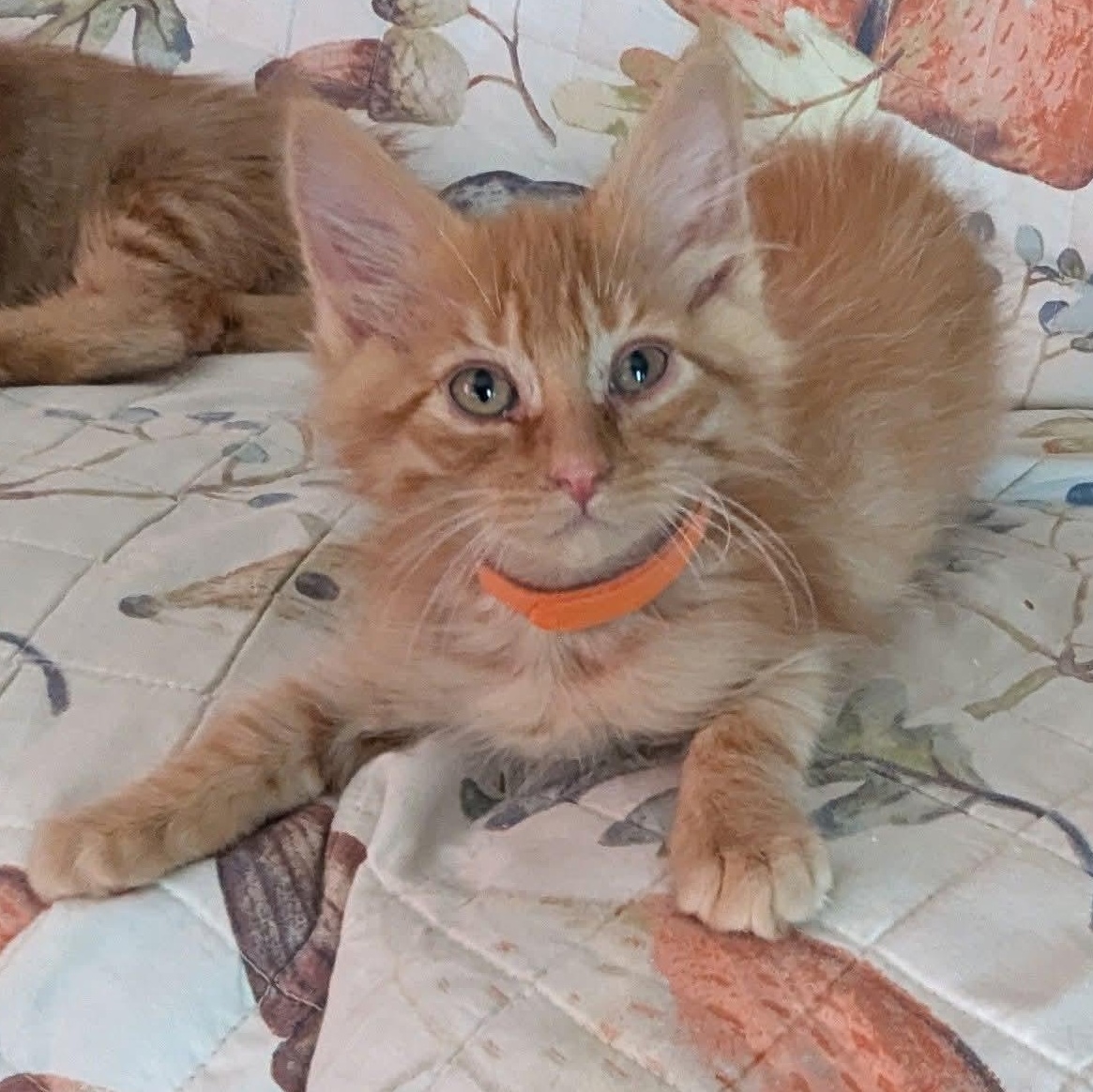Oatmeal, an adopted mixed breed in Kentwood, MI image 1/6