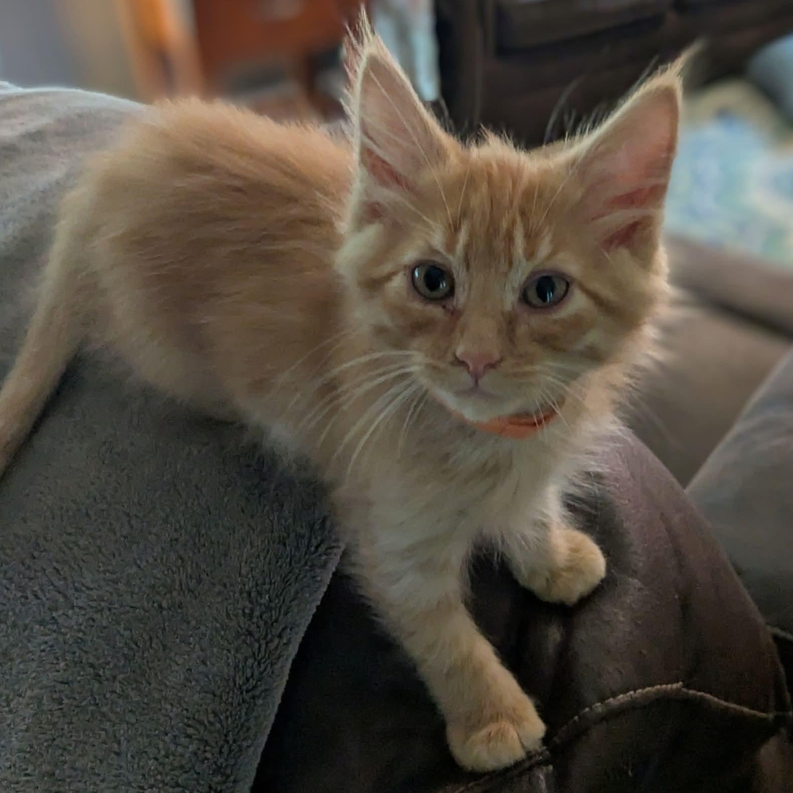 Oatmeal, an adopted mixed breed in Kentwood, MI image 2/6
