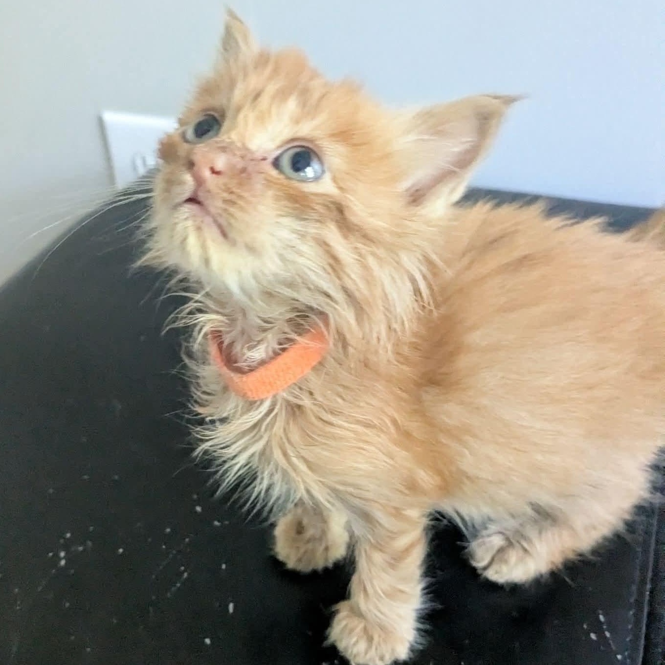 Oatmeal, an adopted mixed breed in Kentwood, MI image 6/6