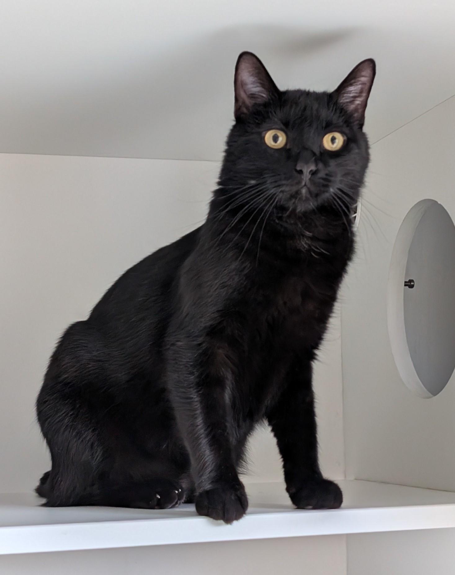 Enlarge Onyx, a ADOPTABLE Domestic Short Hair in Floyd, VA image 2/4