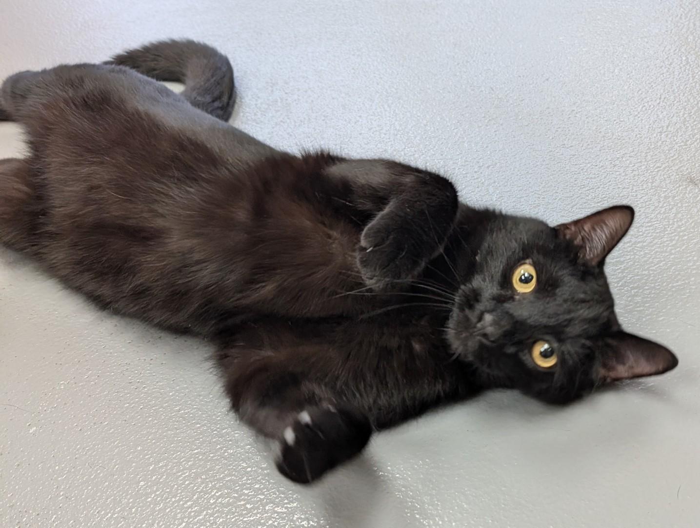 Onyx, ADOPTABLE, Young Male Domestic Short Hair.