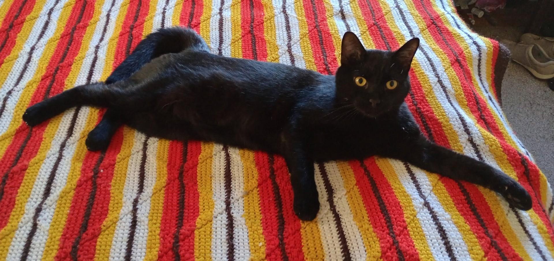 Onyx, ADOPTABLE, Young Male Domestic Short Hair.