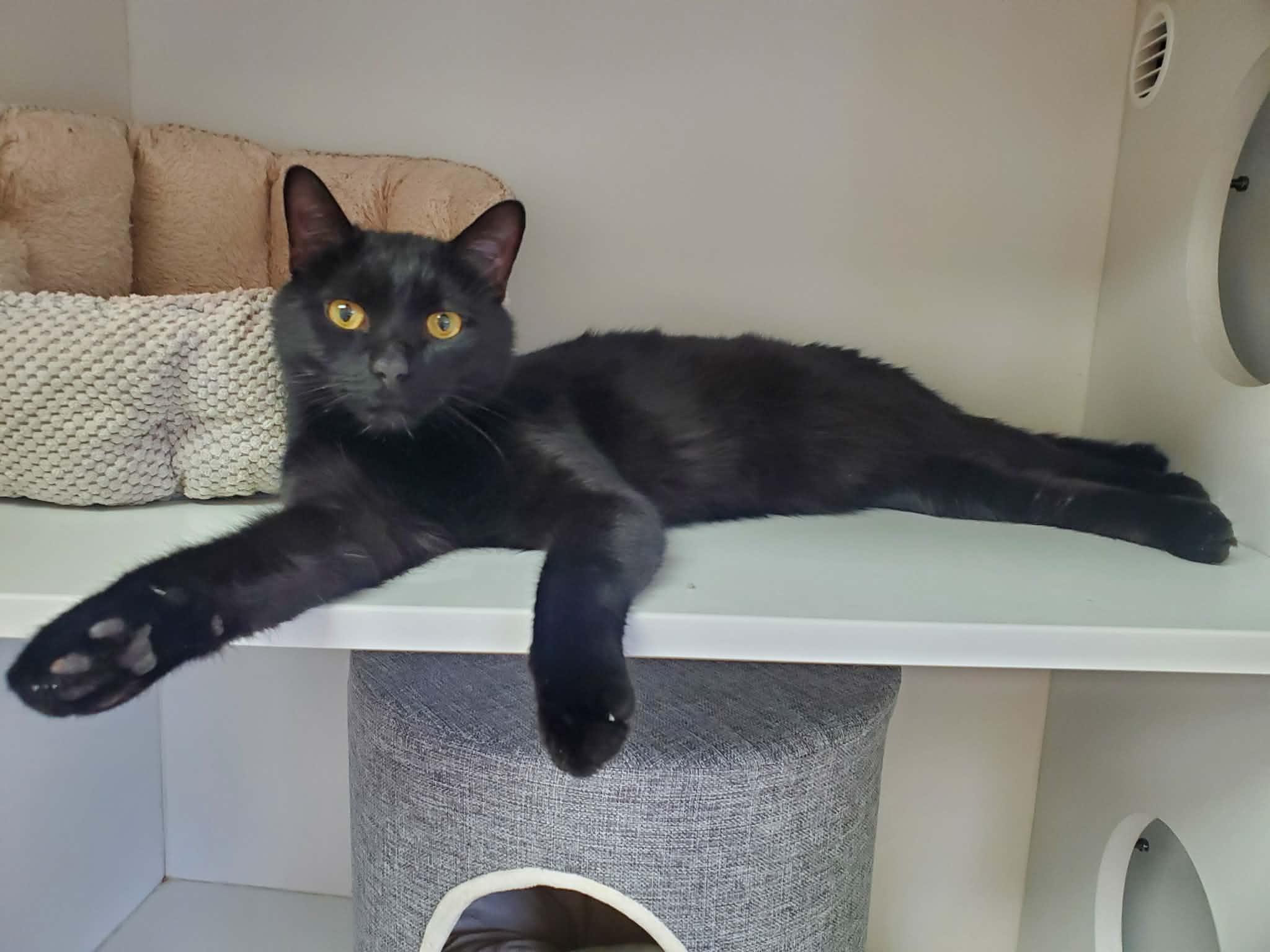 Enlarge Onyx, a ADOPTABLE Domestic Short Hair in Floyd, VA image 2/2