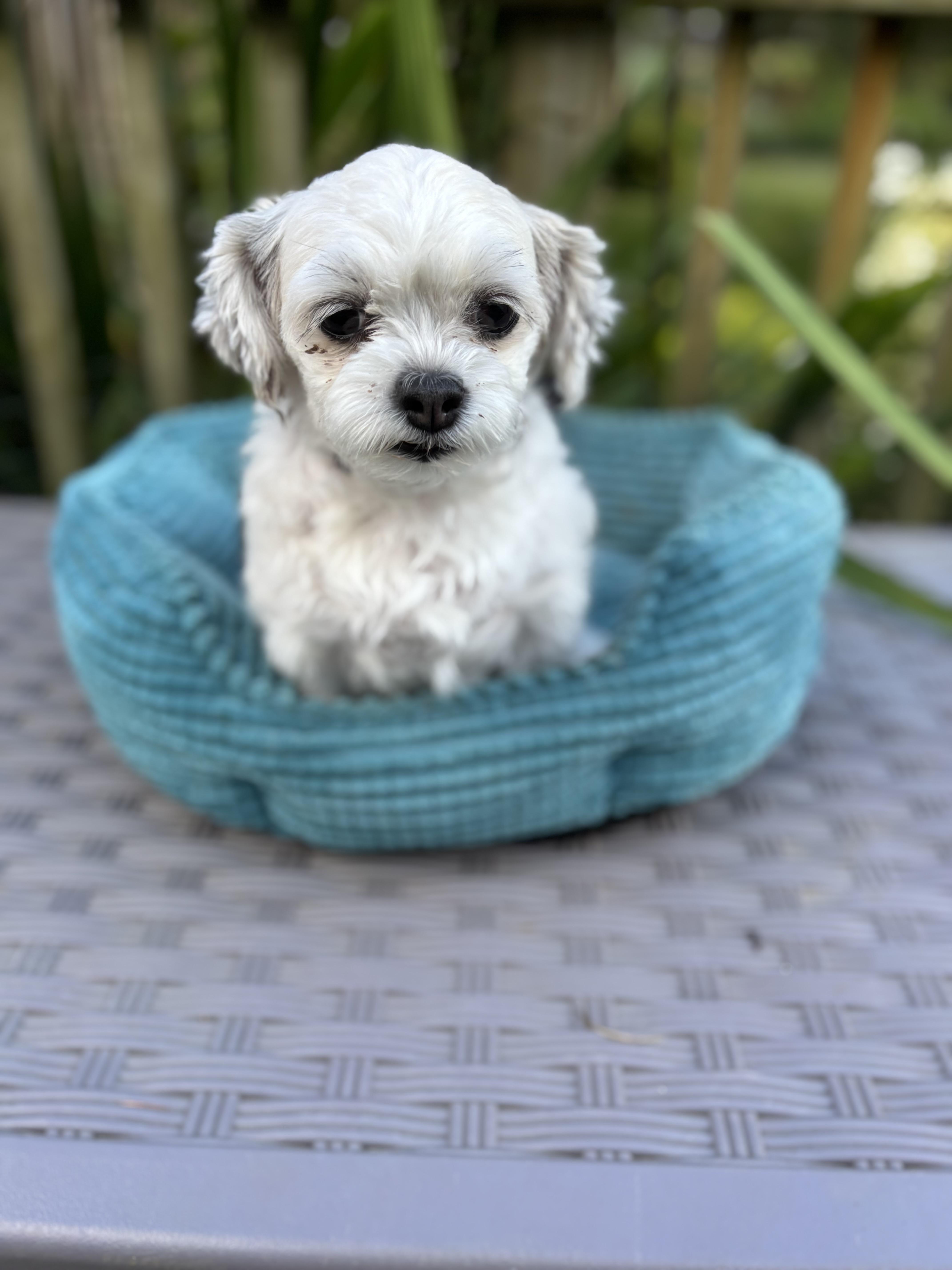 Sophie 8 lbs