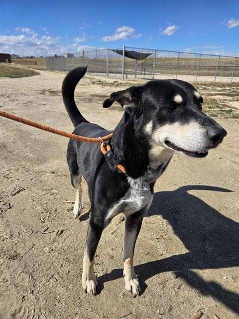 BERRON, Adoptable, Adult Male Siberian Husky & Mixed Breed.