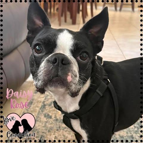 Daisy Rose, adopted, Young Female Boston Terrier.