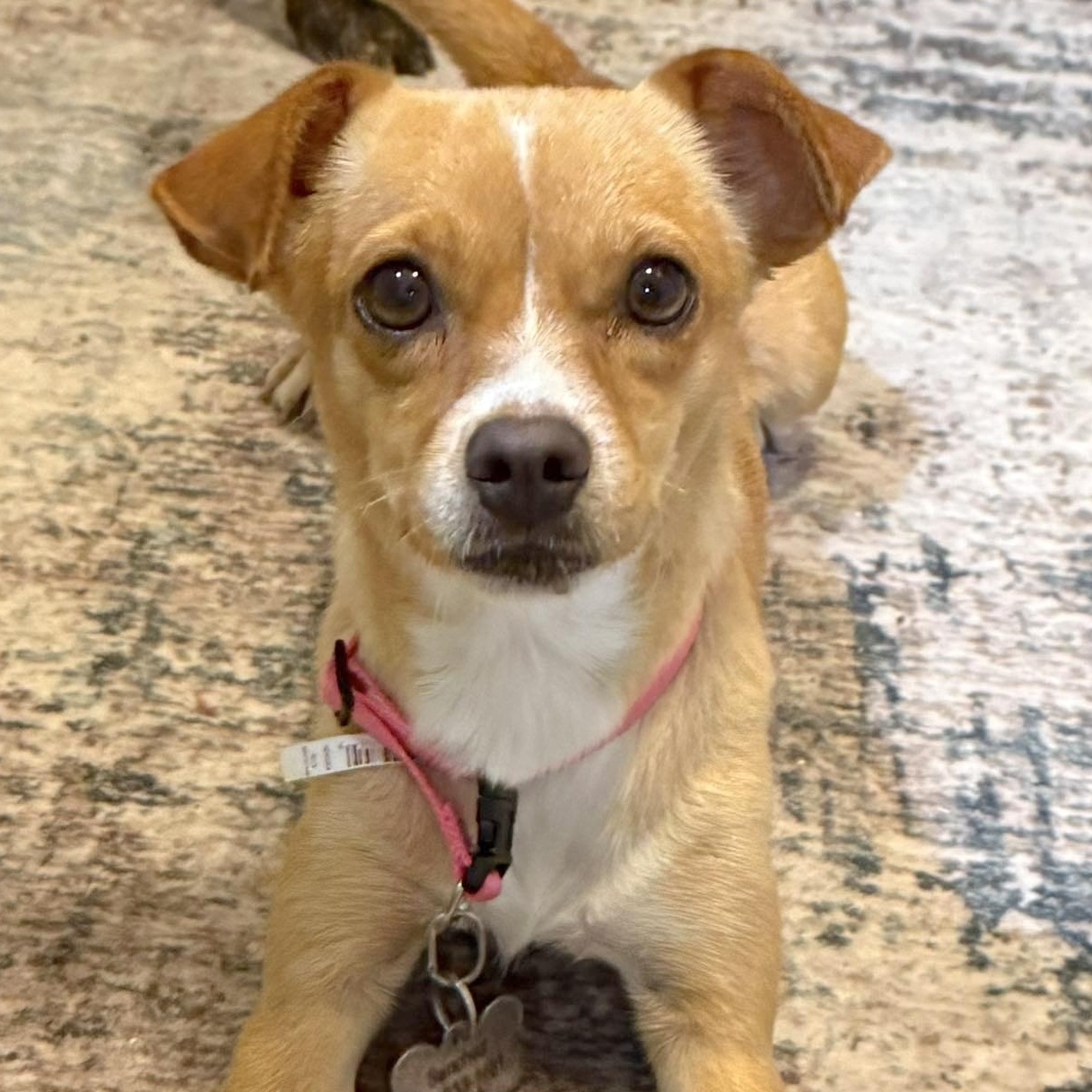 Polly, adopted, Adult Female Chihuahua & Jack Russell Terrier.