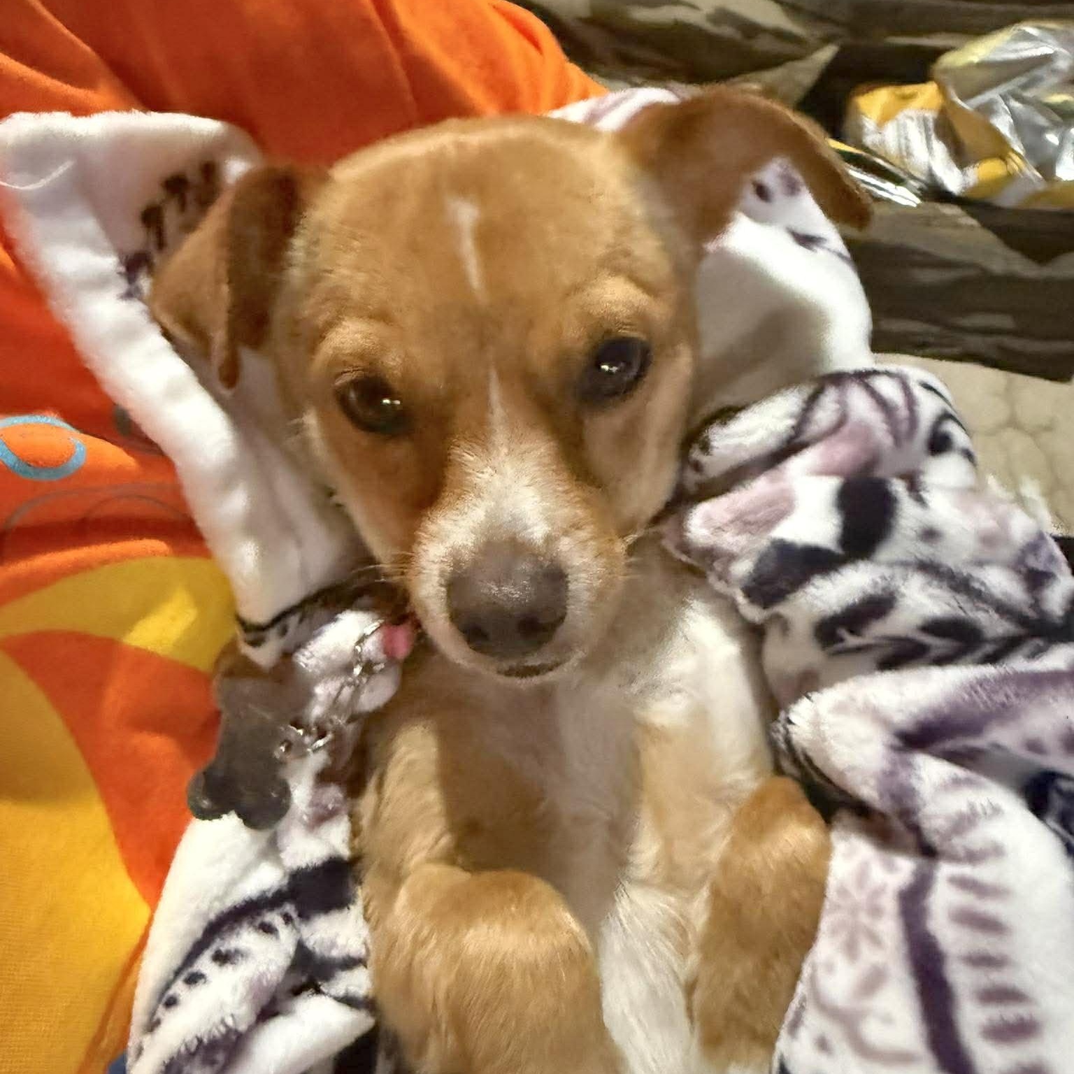Polly, an adopted mixed breed in New Haven, CT image 6/6