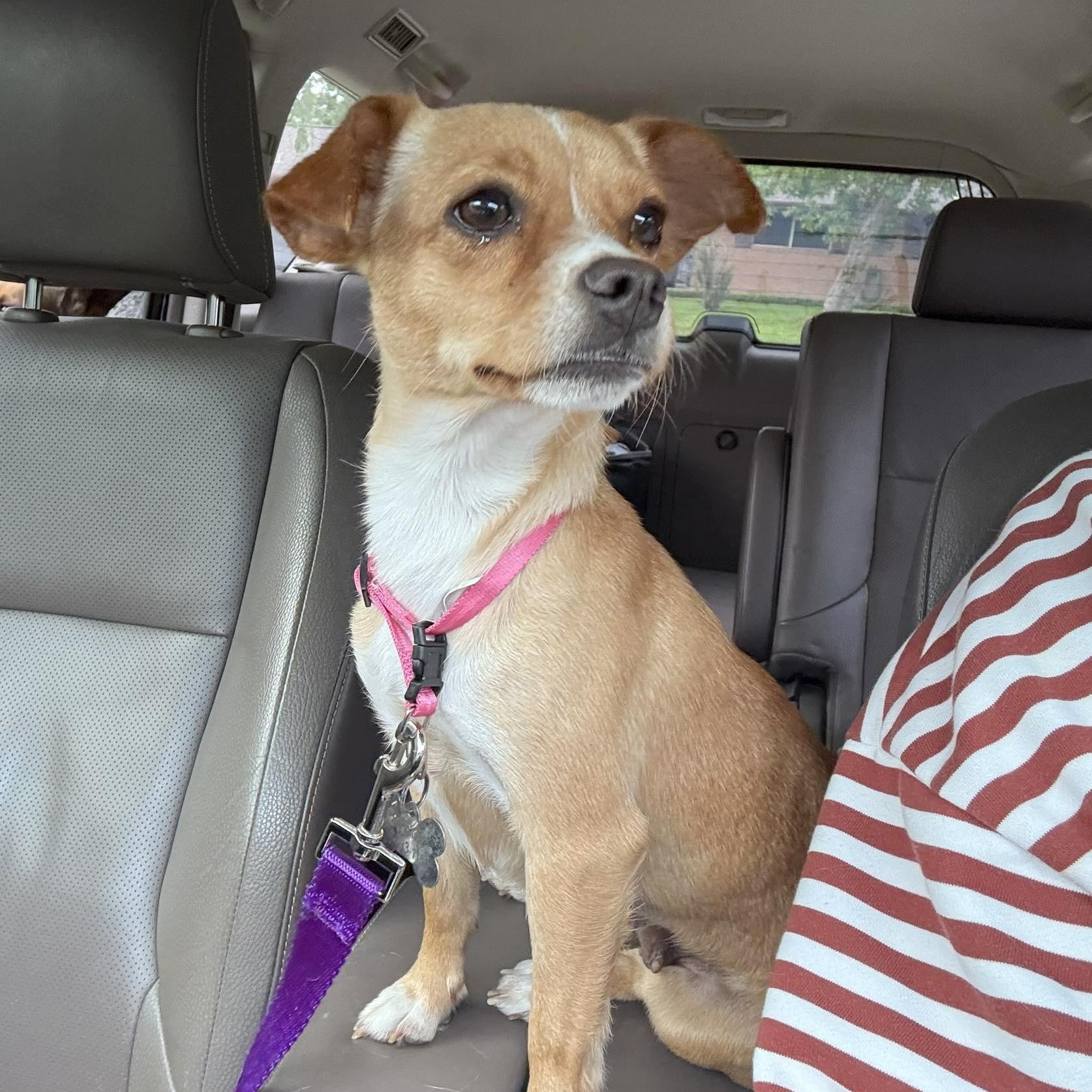 Polly, an adopted mixed breed in New Haven, CT image 2/6