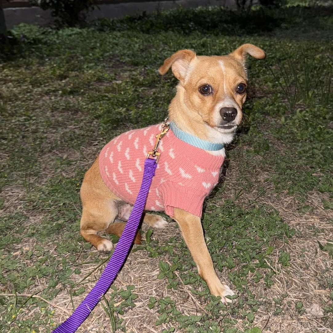 Polly, an adopted mixed breed in New Haven, CT image 5/6