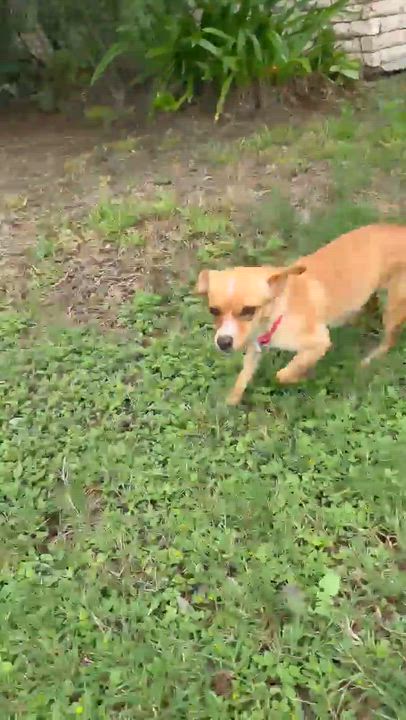 Enlarge Polly, an adopted mixed breed in New Haven, CT video 3/6