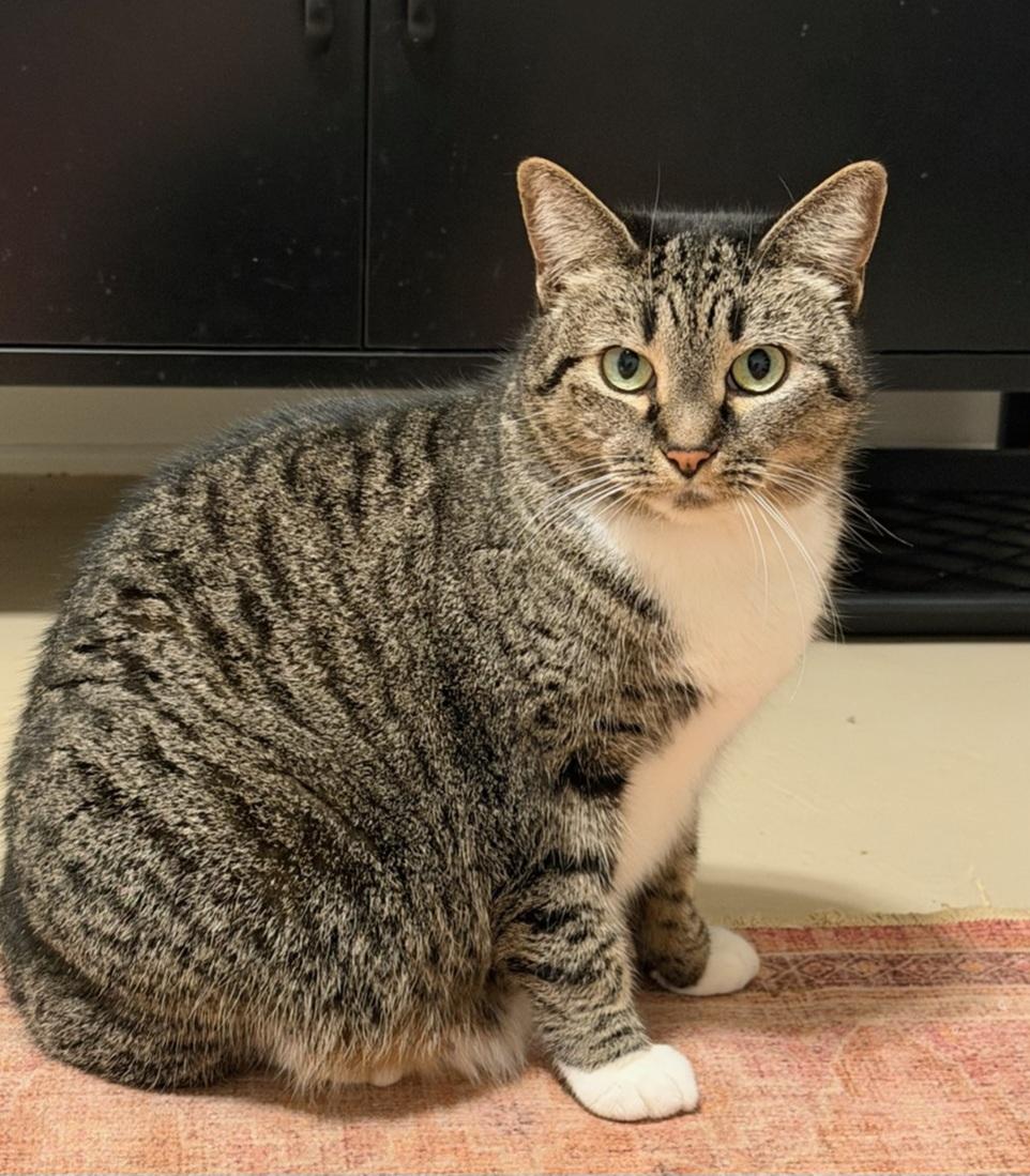 Bonners, Adoptable, Adult Female Domestic Short Hair.