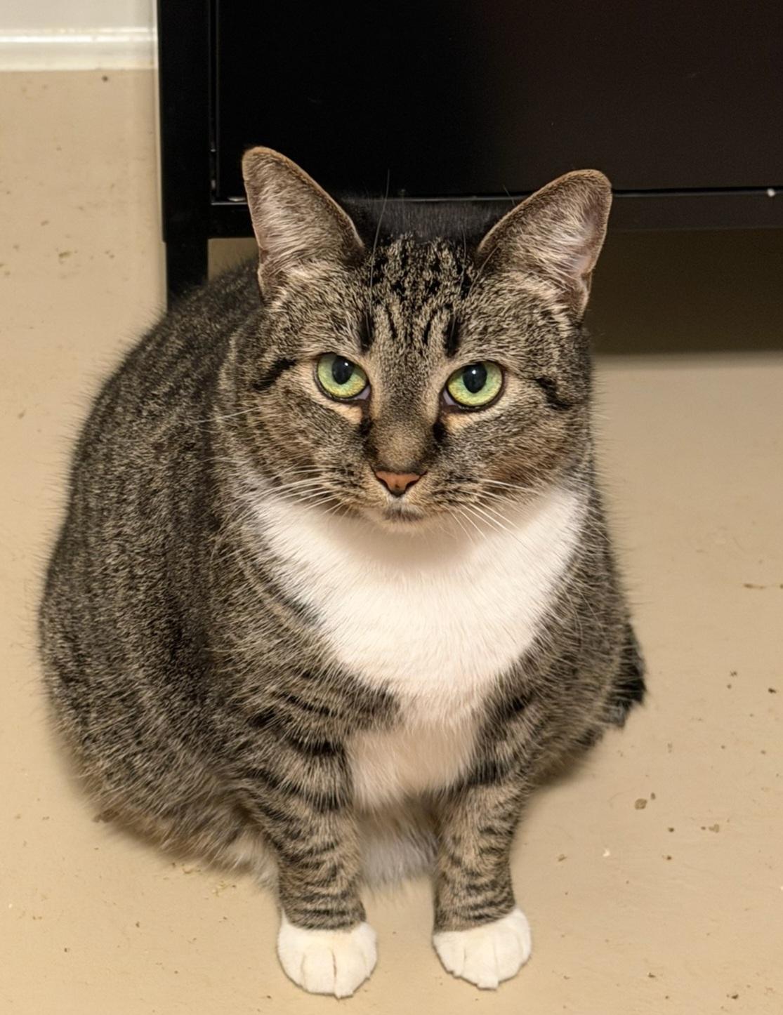 Enlarge Bonners, a Adoptable mixed breed in Katy, TX image 3/6