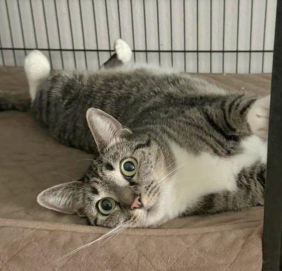 Enlarge Bonners, a Adoptable mixed breed in Katy, TX image 6/6