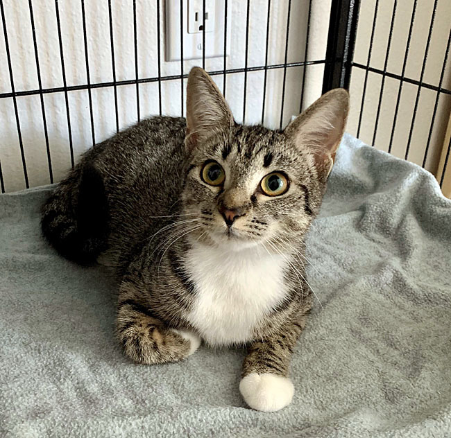 Enlarge Bonners, a Adoptable Domestic Short Hair in College Station, TX image 1/1