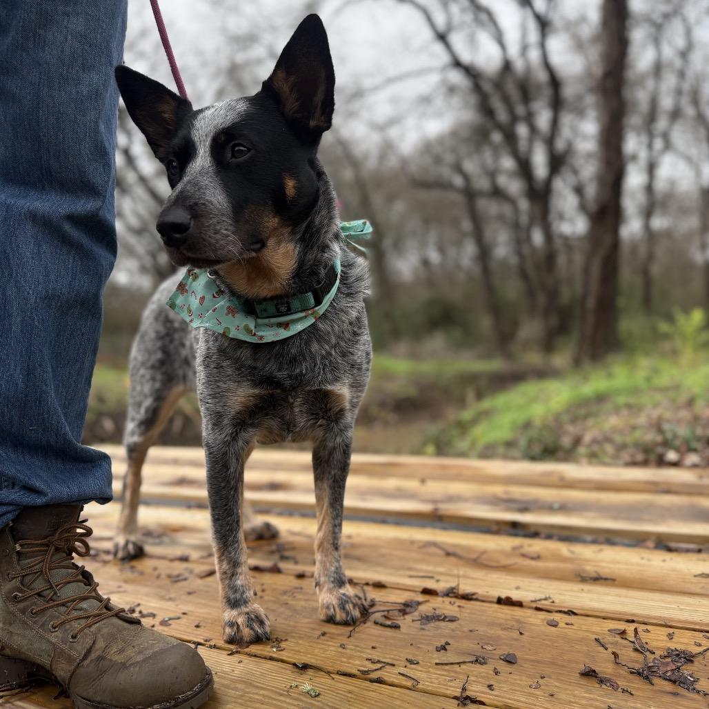 Knoxx, a Adoptable Australian Cattle Dog / Blue Heeler in Dallas, TX image 1/4
