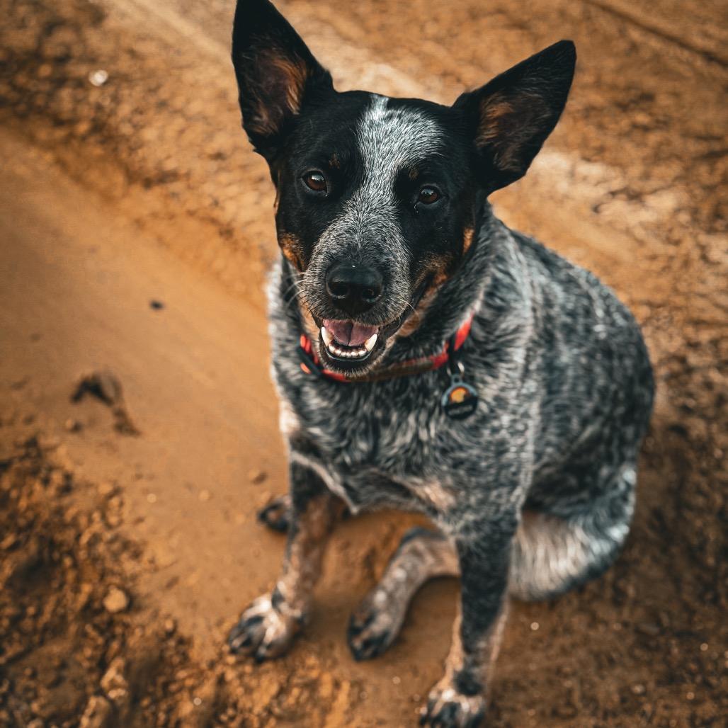 Knoxx, a Adoptable Australian Cattle Dog / Blue Heeler in Dallas, TX image 2/4