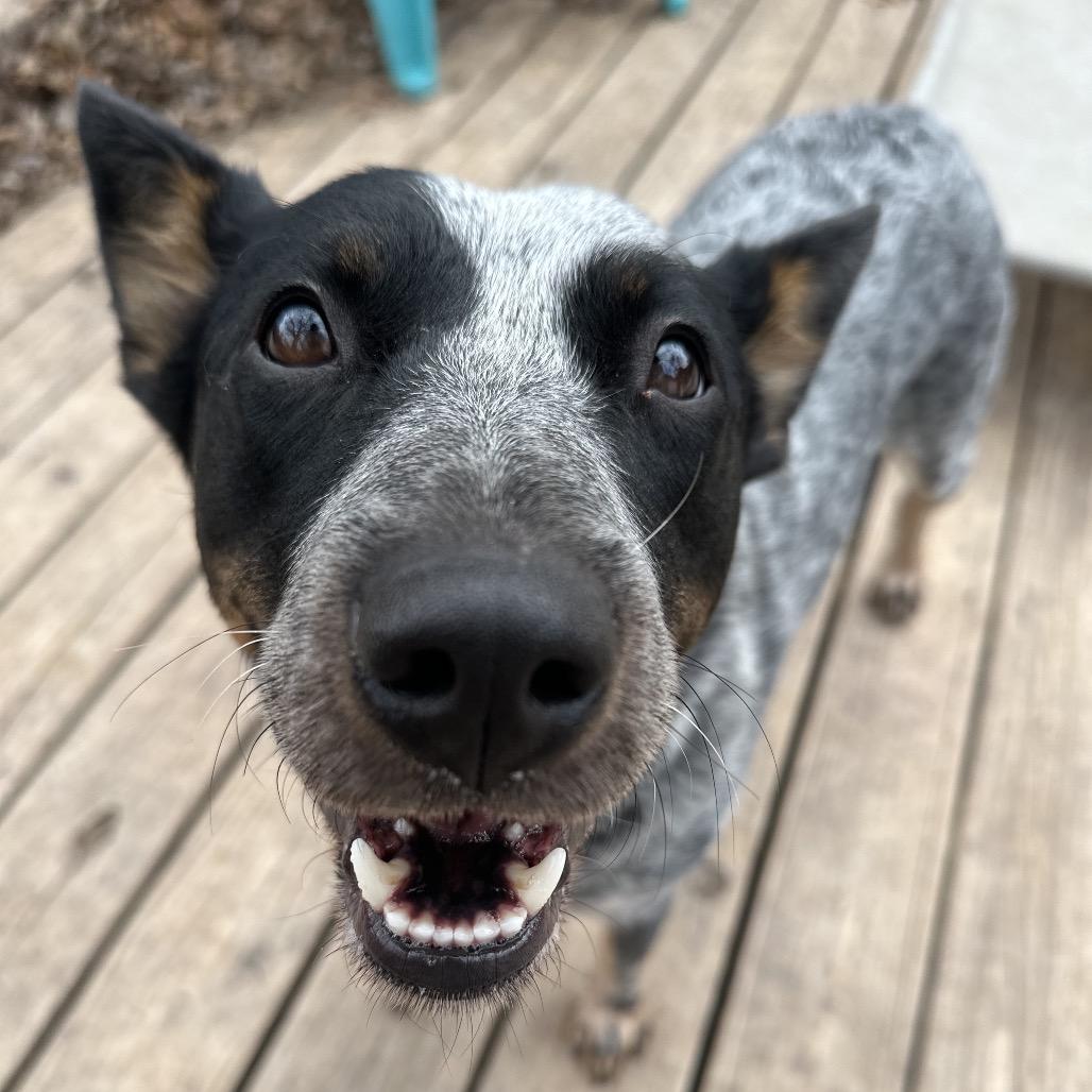 Knoxx, a Adoptable Australian Cattle Dog / Blue Heeler in Dallas, TX image 3/4