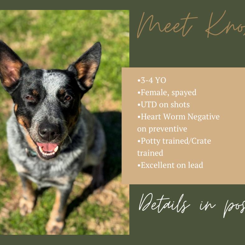 Knoxx, a Adoptable Australian Cattle Dog / Blue Heeler in Dallas, TX image 4/4