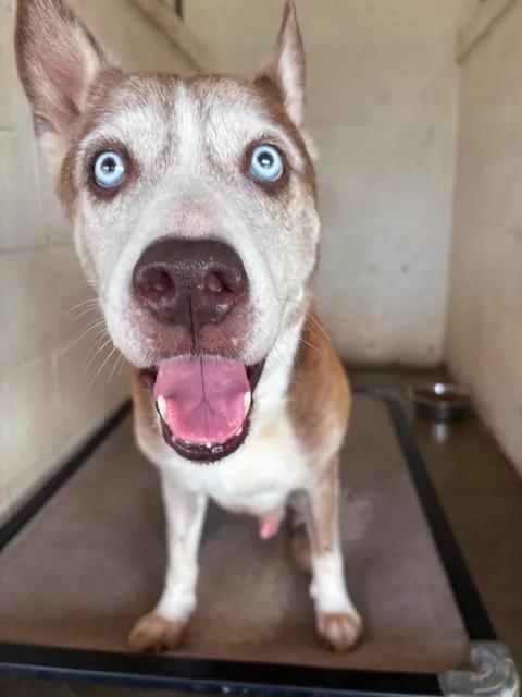 Daisy, an adopted mixed breed in Port Lavaca, TX image 3/5