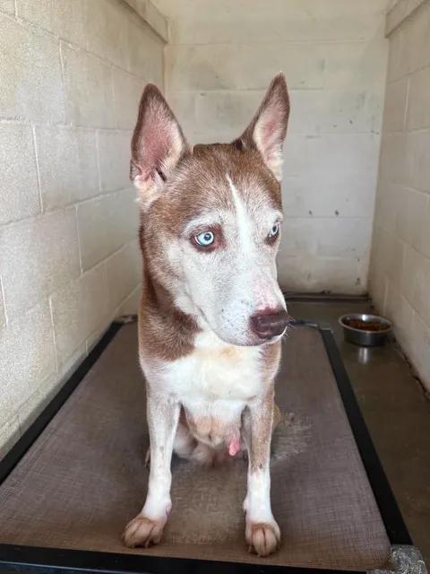 Daisy, an adopted mixed breed in Port Lavaca, TX image 5/5