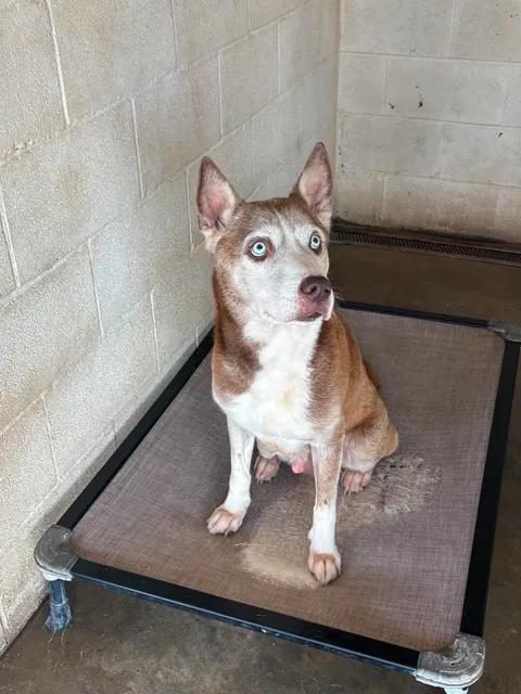 Daisy, adopted, Senior Female Husky.