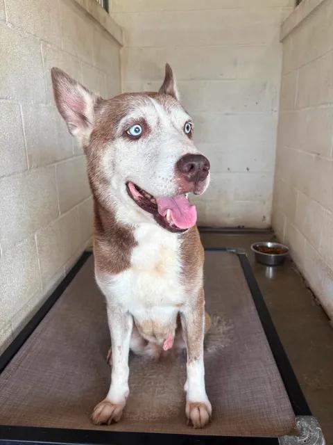 Daisy, an adopted mixed breed in Port Lavaca, TX image 4/5