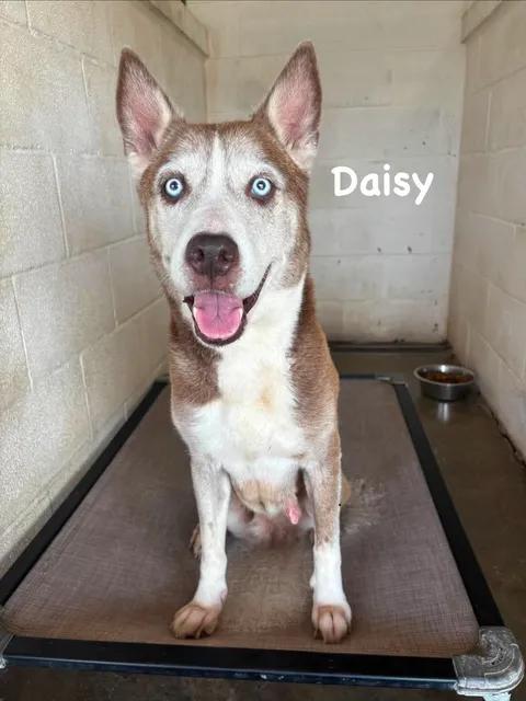 Daisy, an adopted mixed breed in Port Lavaca, TX image 2/5