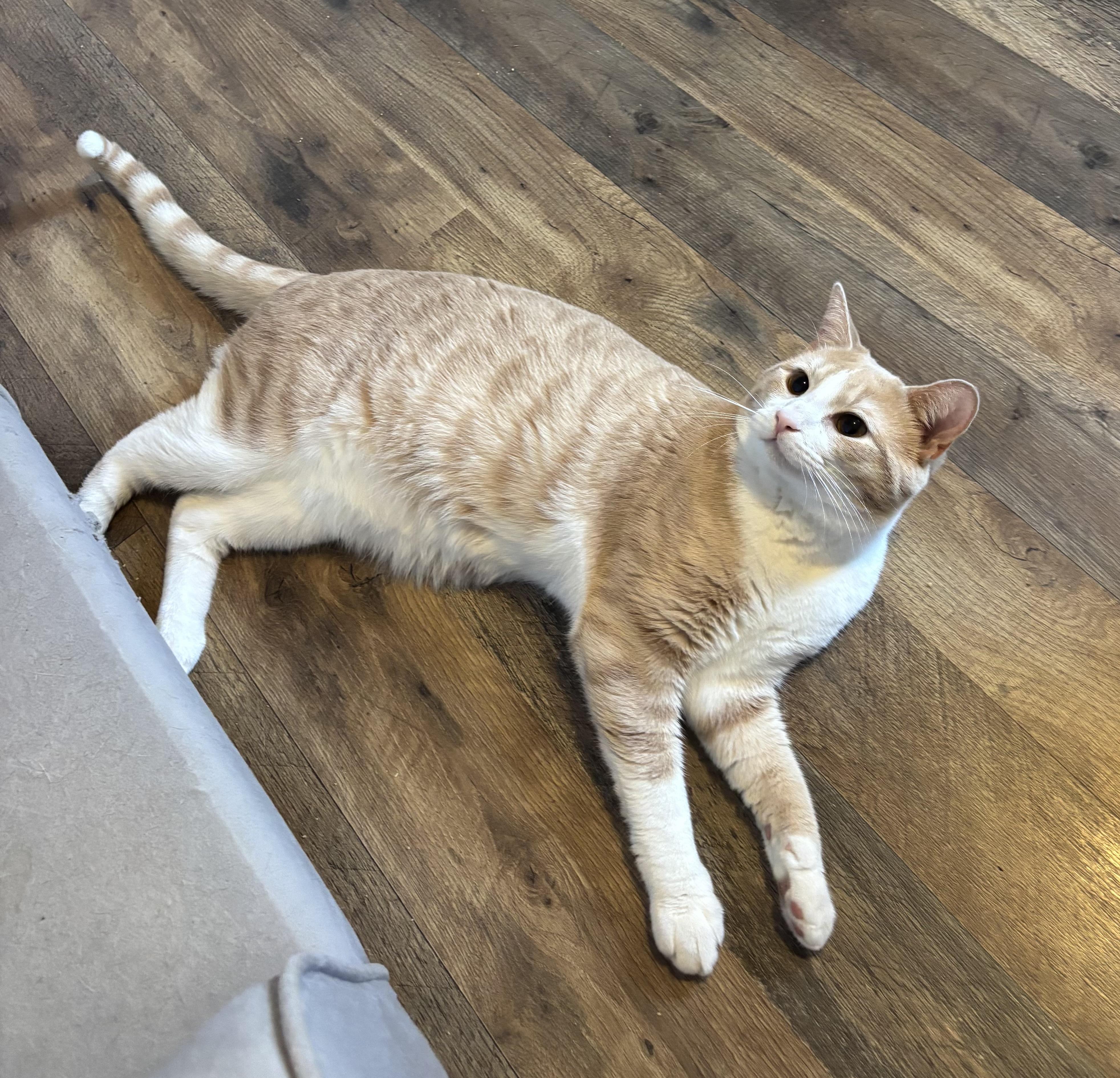 Enlarge Cody, an adopted Domestic Short Hair in Anderson , SC image 3/3