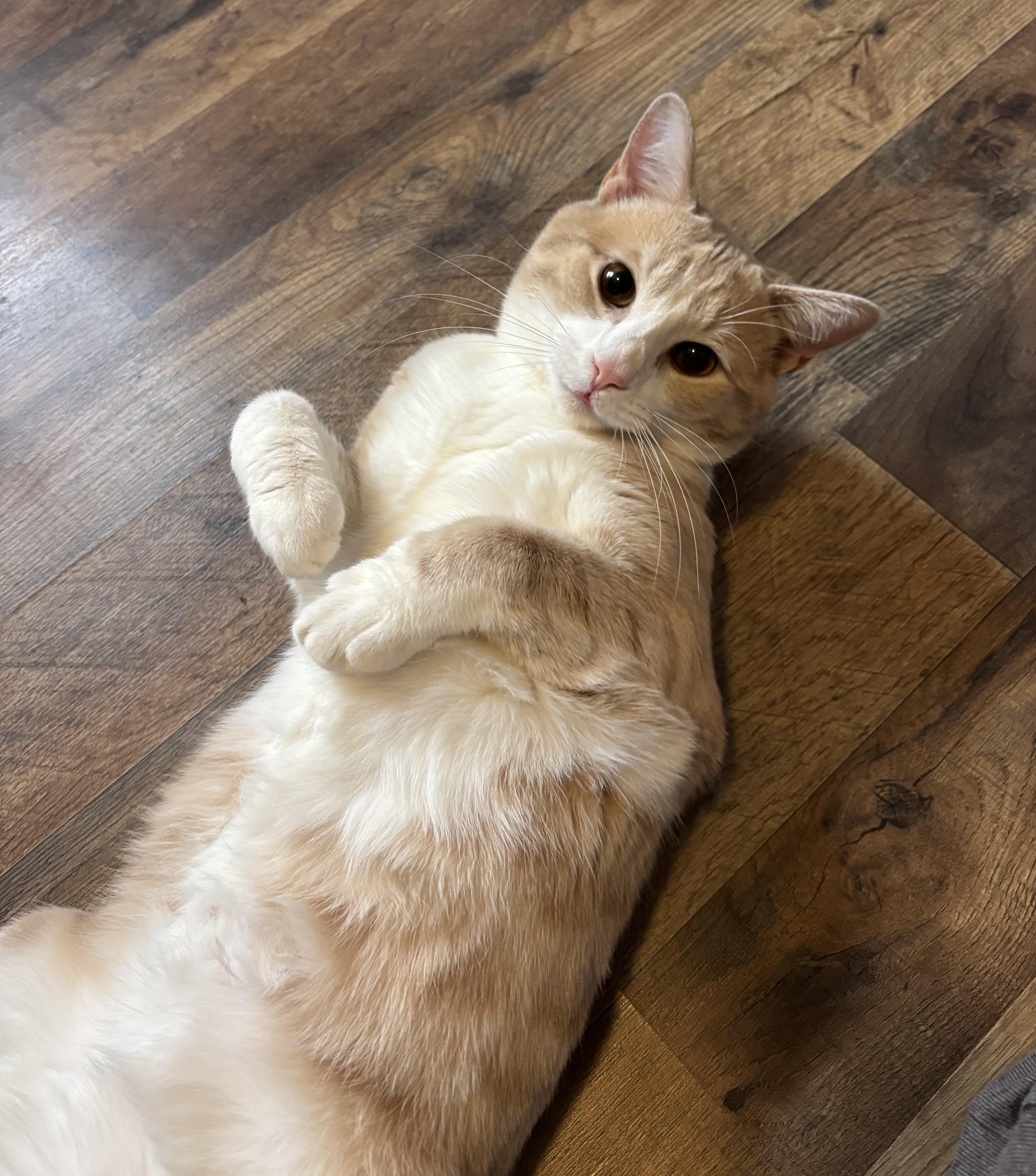 Enlarge Cody, an adopted Domestic Short Hair in Anderson , SC image 2/3