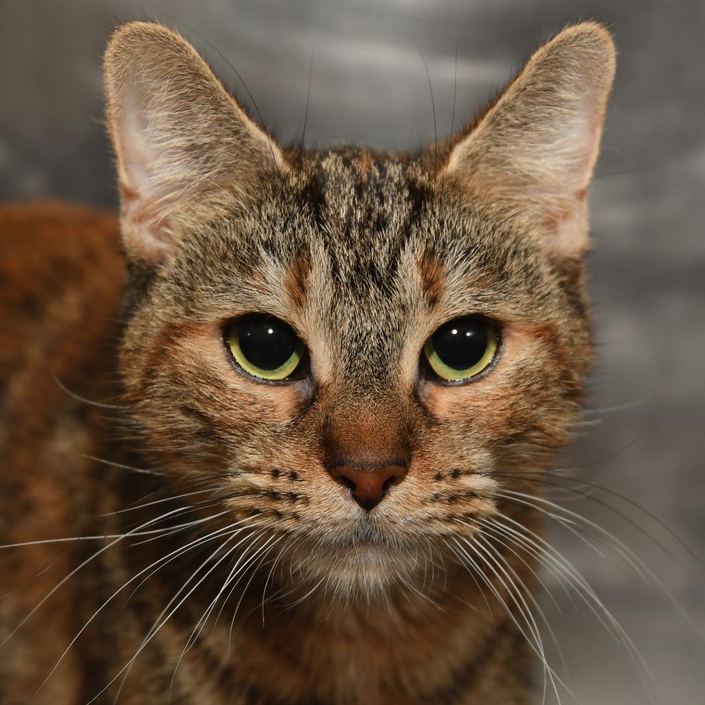 Enlarge Bella PR, a Adoptable Domestic Short Hair in Natick, MA image 2/6